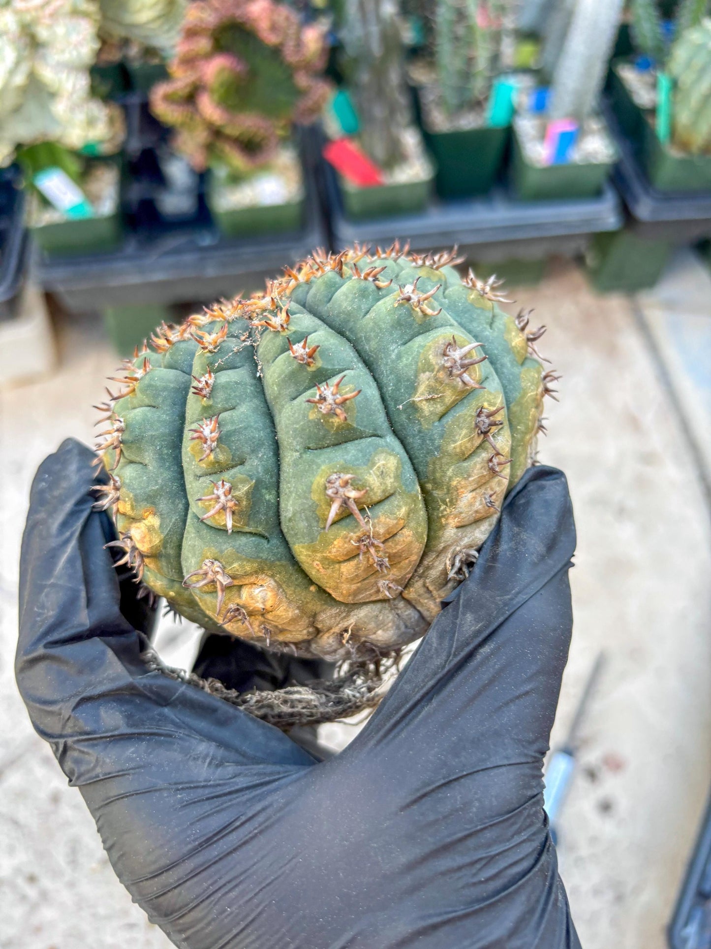 Gymnocalycium spegazzinii v.unguispinum (#1) | Imported Cactus