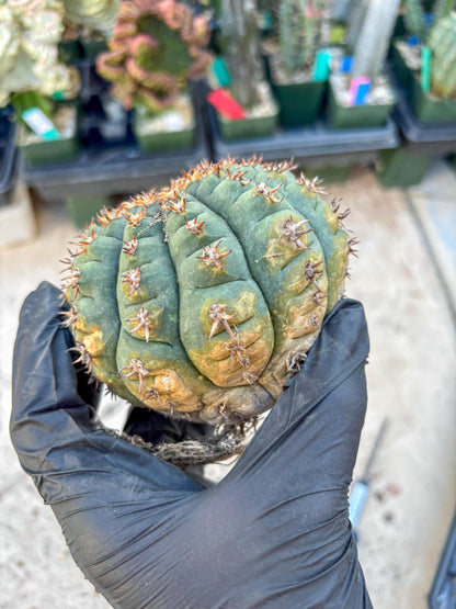 Gymnocalycium spegazzinii v.unguispinum (#1) | Imported Cactus