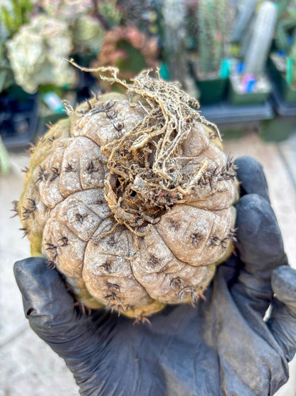 Gymnocalycium spegazzinii v.unguispinum (#1) | Imported Cactus