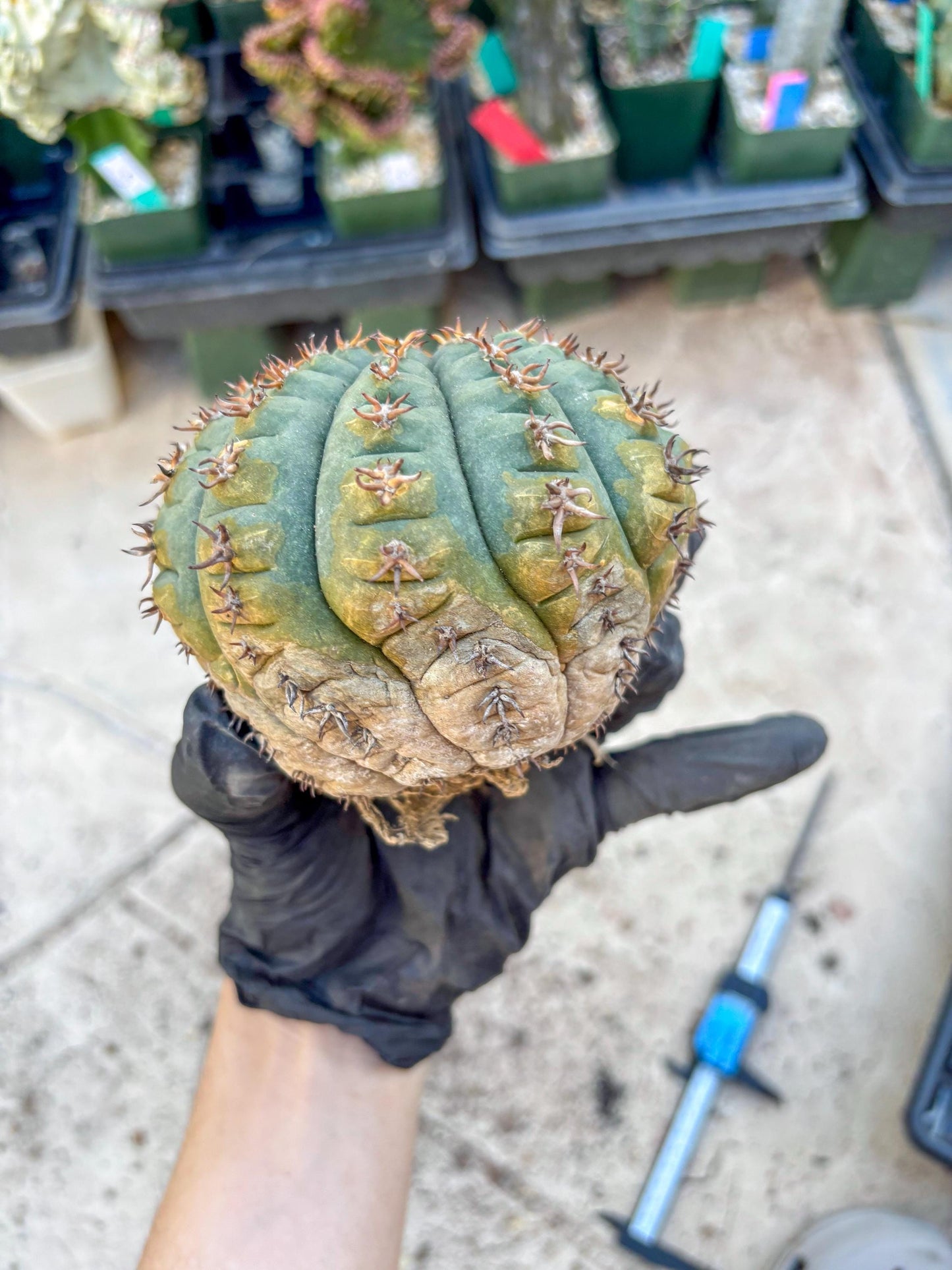 Gymnocalycium spegazzinii v.unguispinum (#1) | Imported Cactus