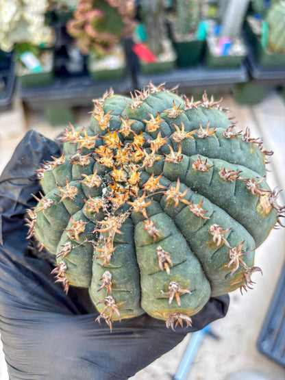 Gymnocalycium spegazzinii v.unguispinum (#1) | Imported Cactus