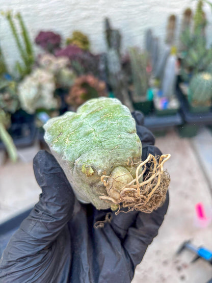 Whitesloanea crassa, Pseudolithos cubiformis (#1) | Only For Advance Grower!!!