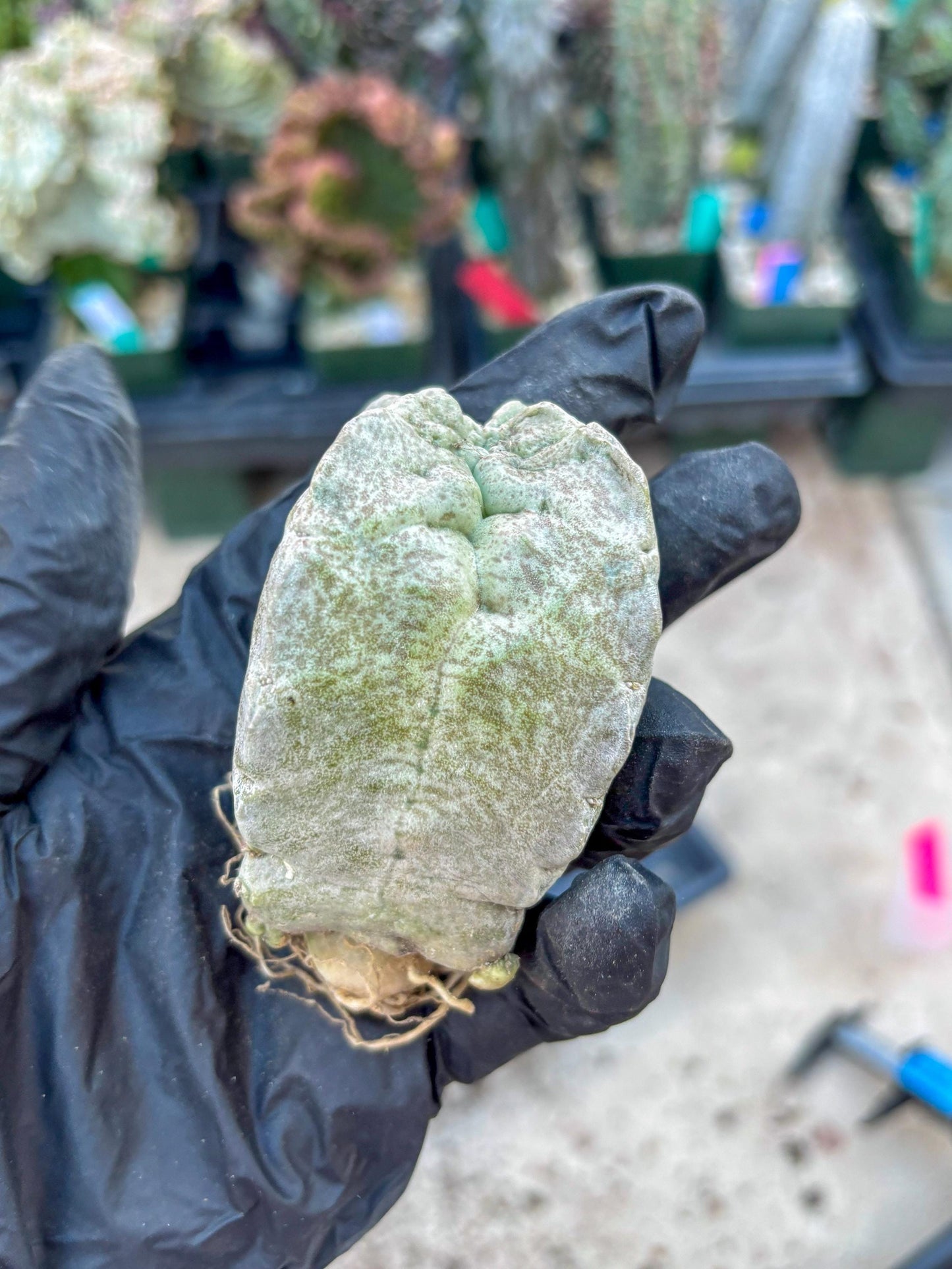 Whitesloanea crassa, Pseudolithos cubiformis (#1) | Only For Advance Grower!!!