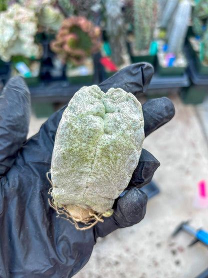 Whitesloanea crassa, Pseudolithos cubiformis (#1) | Only For Advance Grower!!!