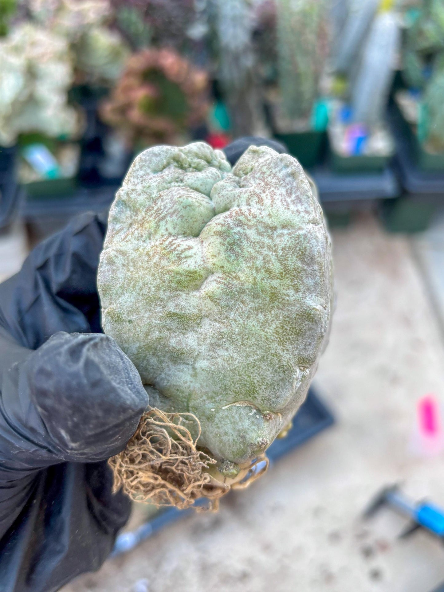Whitesloanea crassa, Pseudolithos cubiformis (#1) | Only For Advance Grower!!!