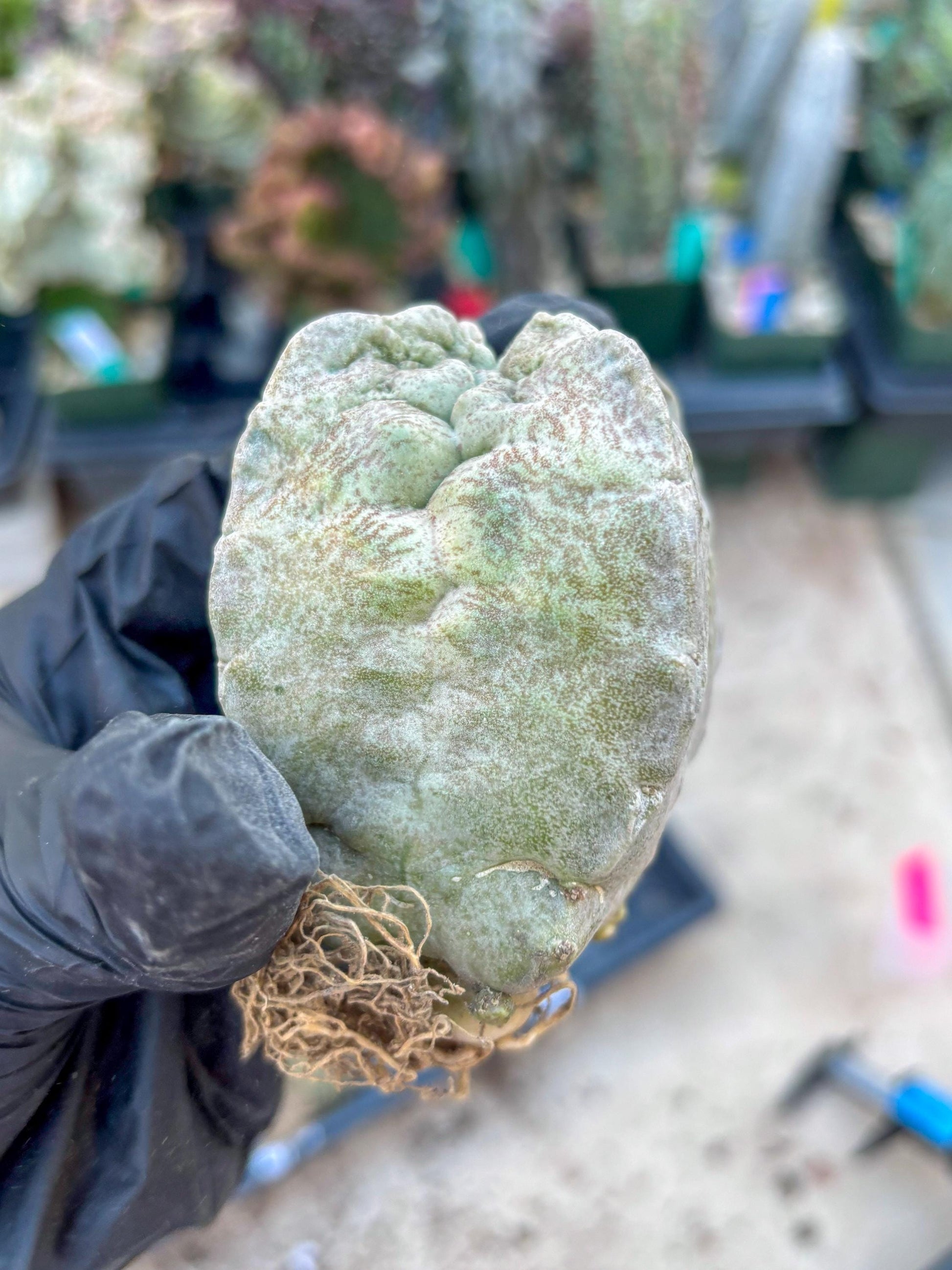 Whitesloanea crassa, Pseudolithos cubiformis (#1) | Only For Advance Grower!!!