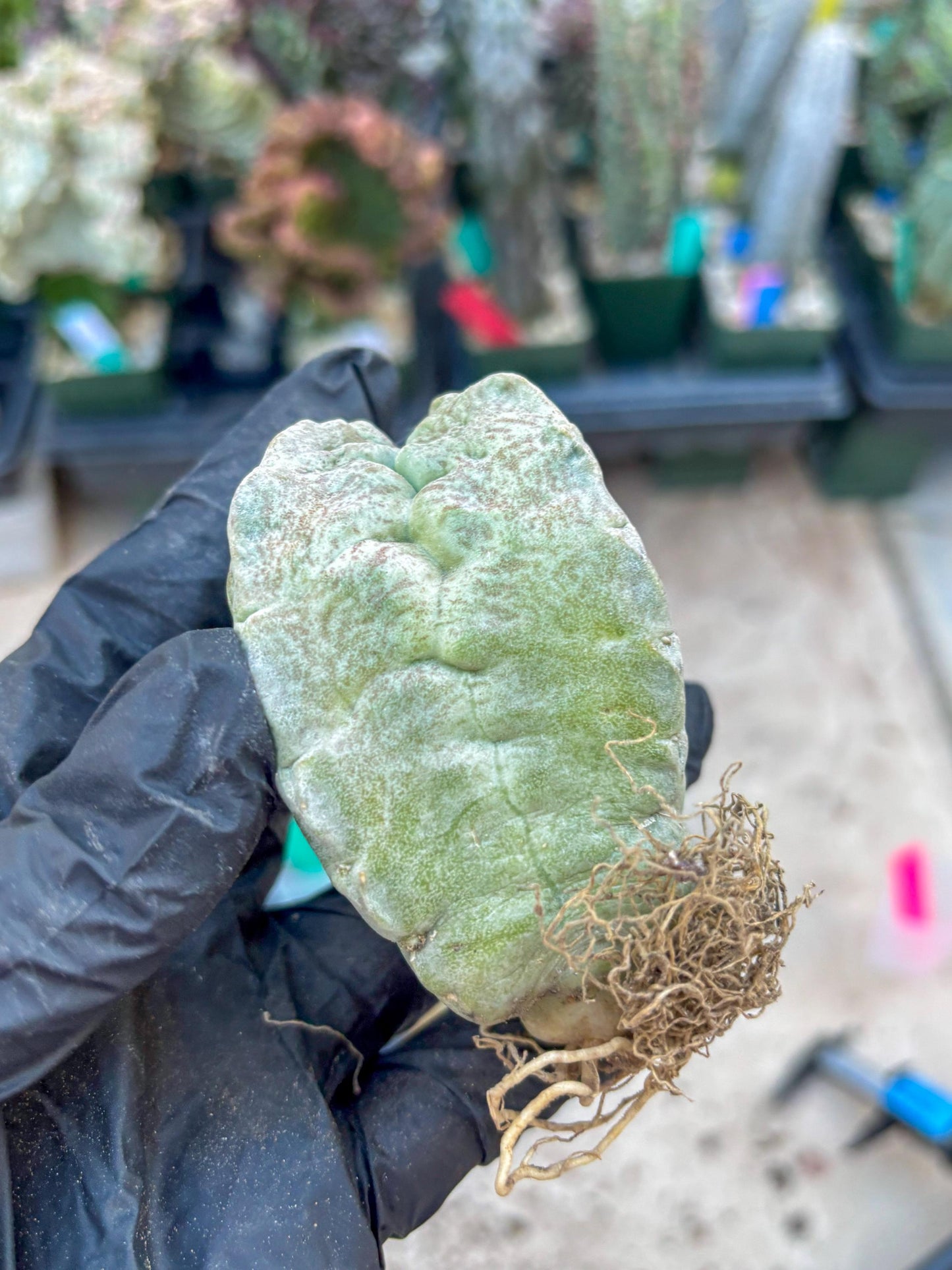 Whitesloanea crassa, Pseudolithos cubiformis (#1) | Only For Advance Grower!!!