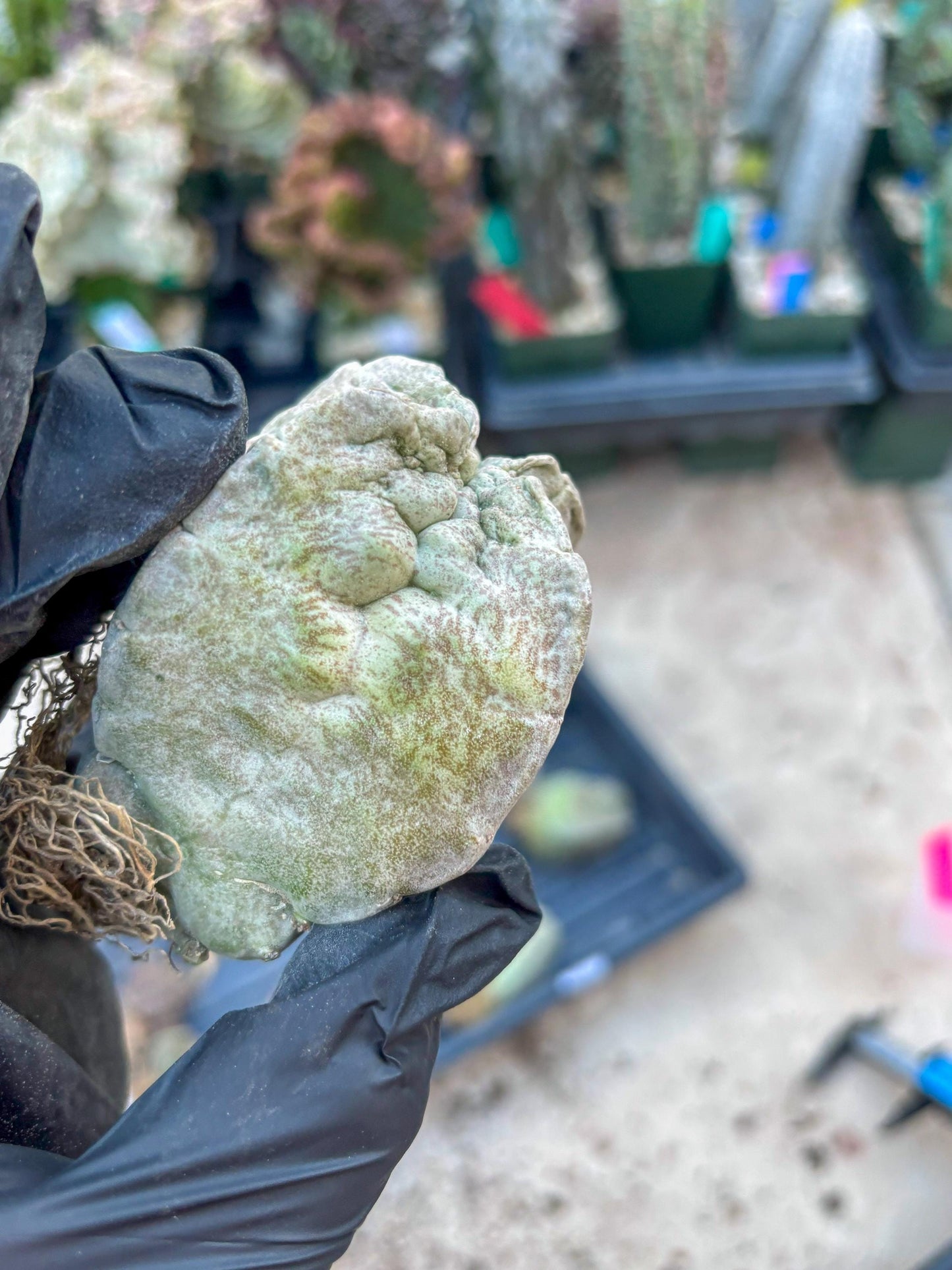 Whitesloanea crassa, Pseudolithos cubiformis (#1) | Only For Advance Grower!!!