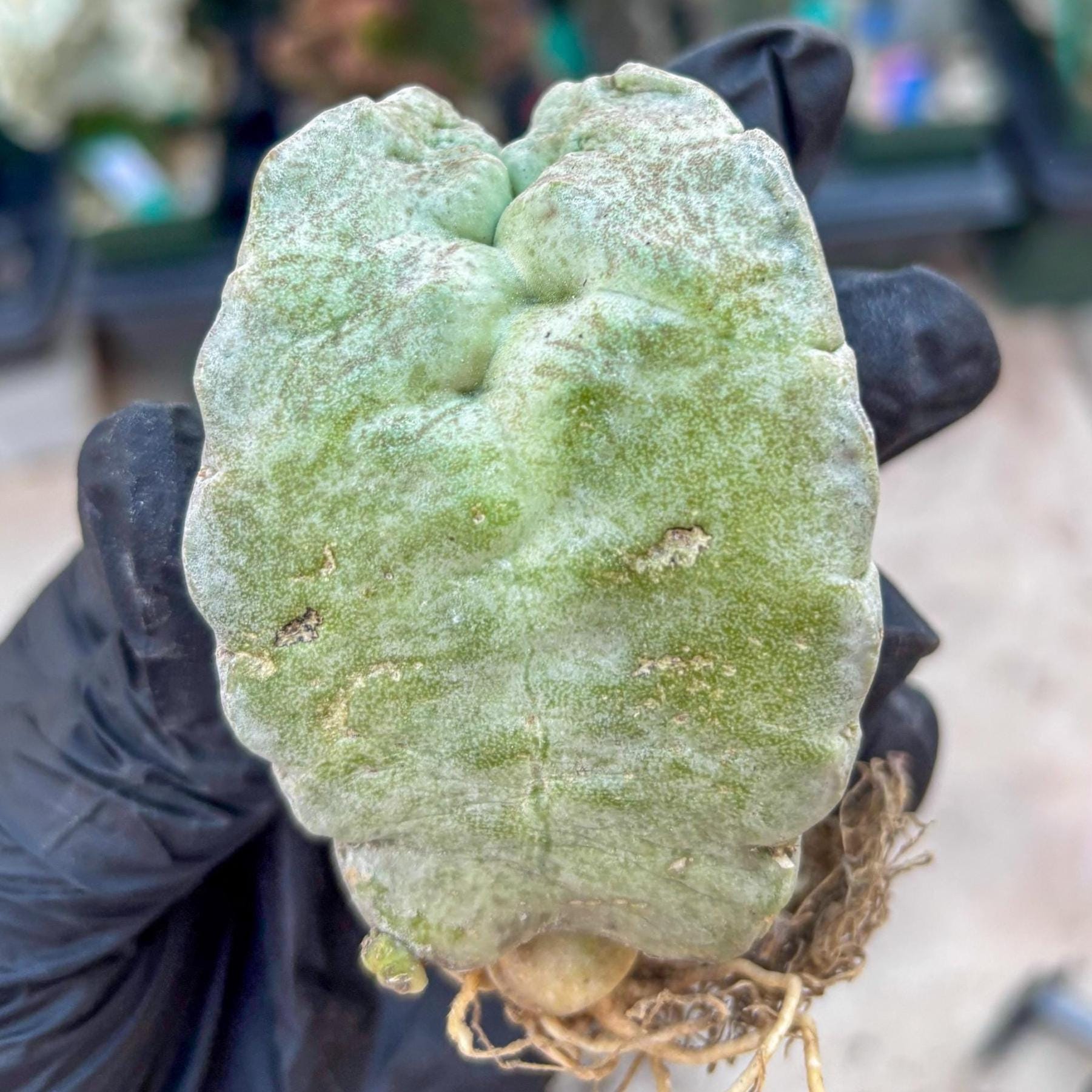 Whitesloanea crassa, Pseudolithos cubiformis (#1) | Only For Advance Grower!!!