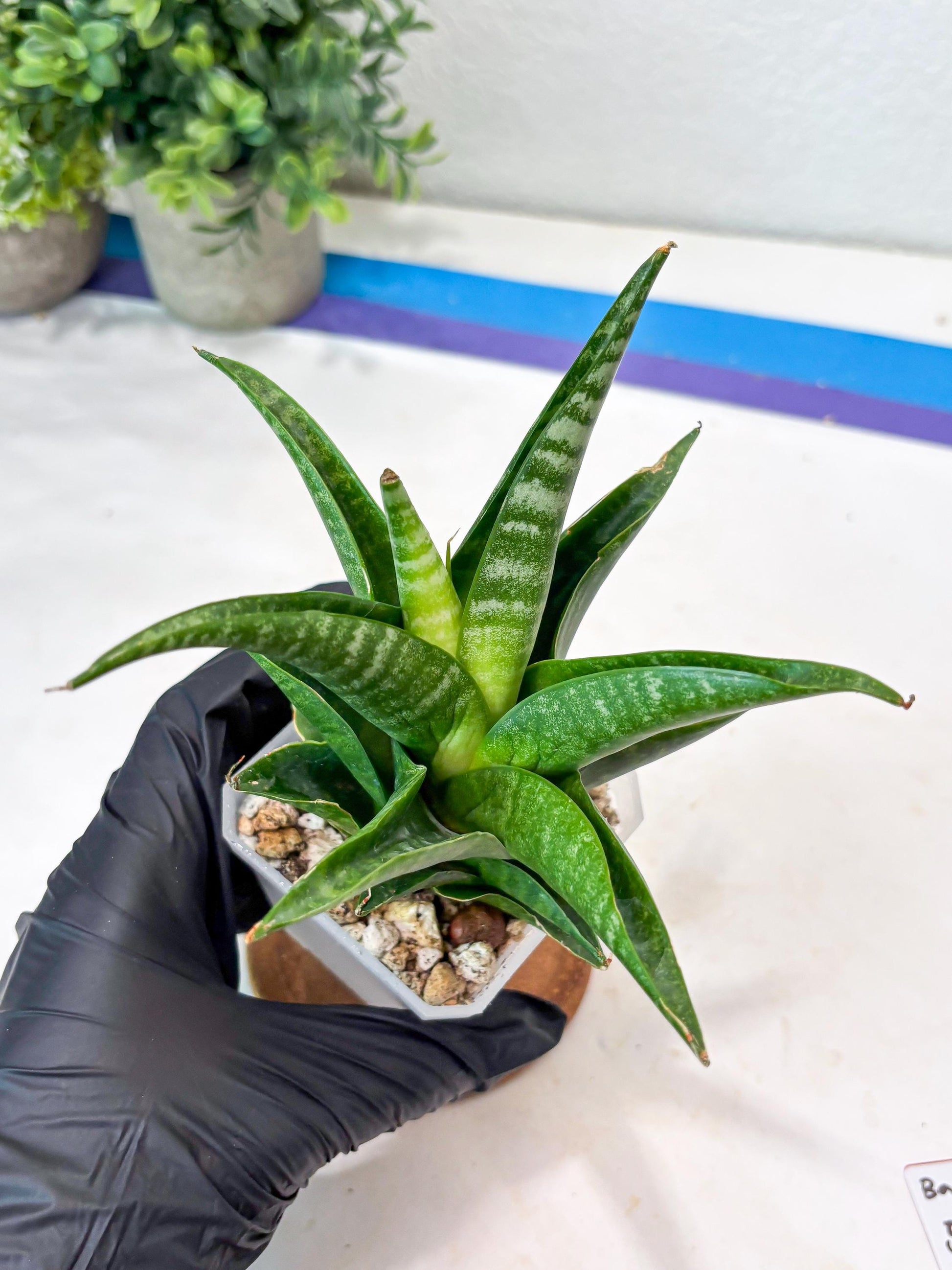 Sansevieria Black Pat (#Ba51) | Imported Plant