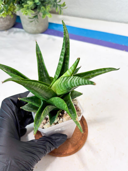 Sansevieria Black Pat (#Ba51) | Imported Plant