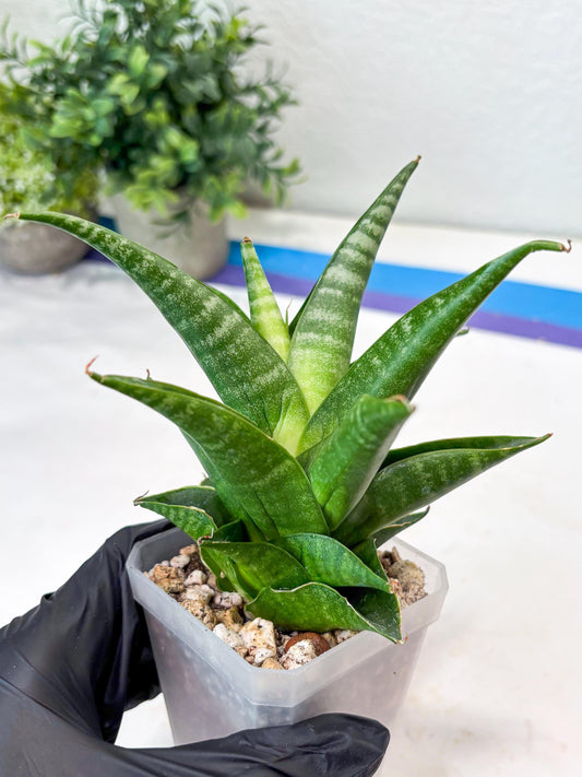Sansevieria Black Pat (#Ba51) | Imported Plant