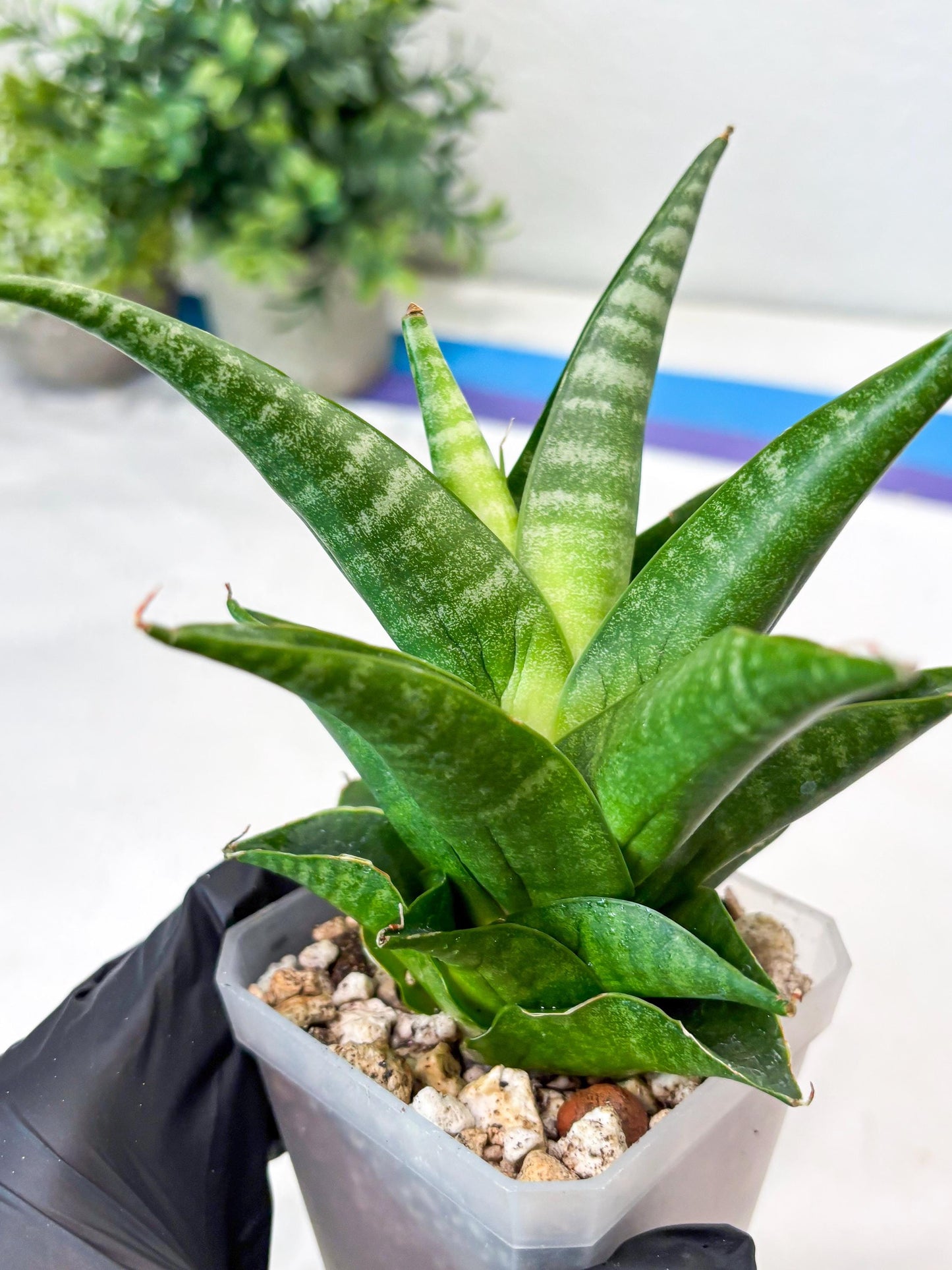 Sansevieria Black Pat (#Ba51) | Imported Plant