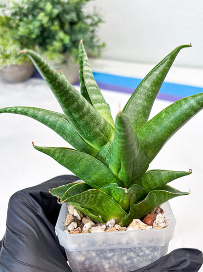 Sansevieria Black Pat (#Ba51) | Imported Plant