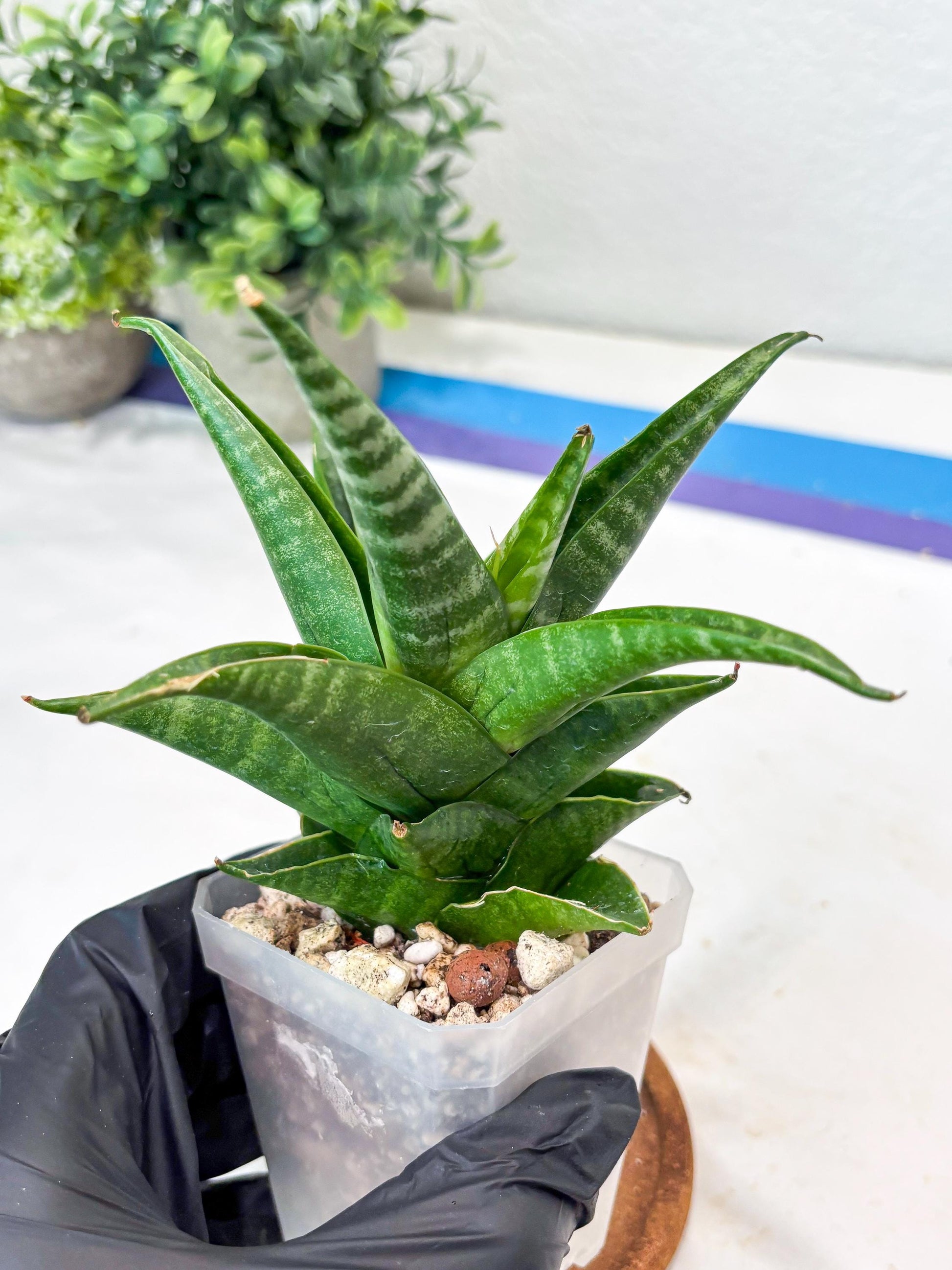 Sansevieria Black Pat (#Ba51) | Imported Plant