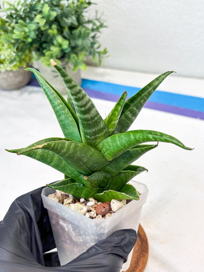 Sansevieria Black Pat (#Ba51) | Imported Plant