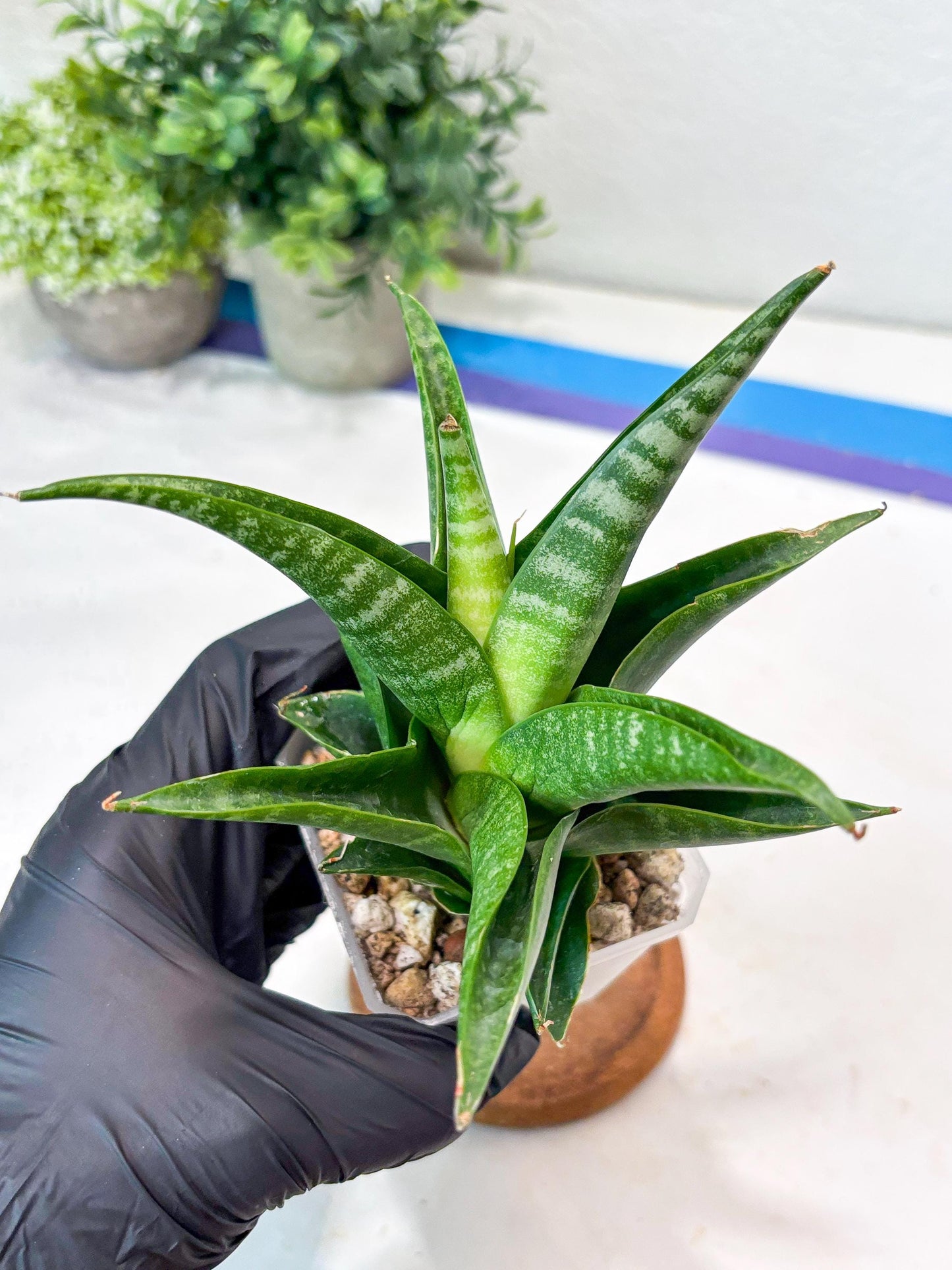 Sansevieria Black Pat (#Ba51) | Imported Plant