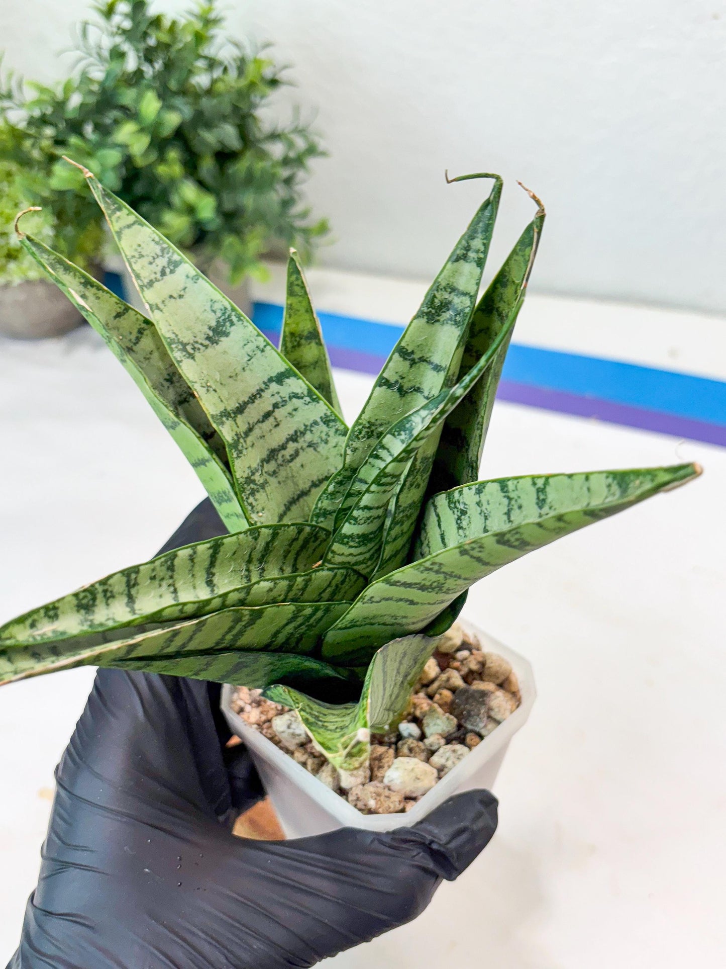 Sansevieria Emerly (#Ba53) | Imported Plant