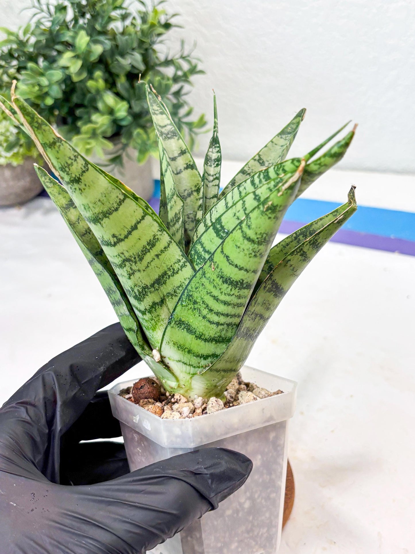 Sansevieria Emerly (#Ba53) | Imported Plant