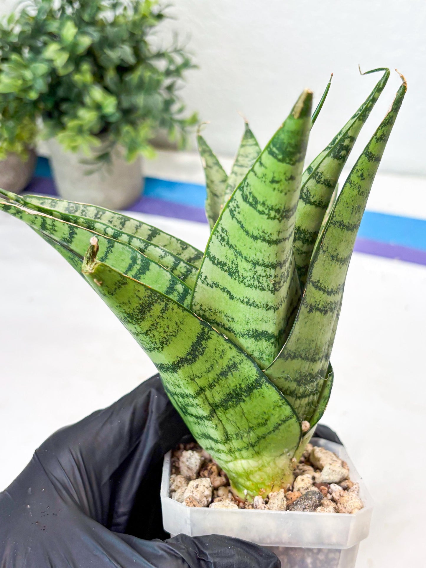 Sansevieria Emerly (#Ba53) | Imported Plant
