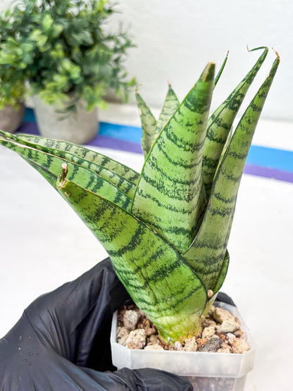 Sansevieria Emerly (#Ba53) | Imported Plant