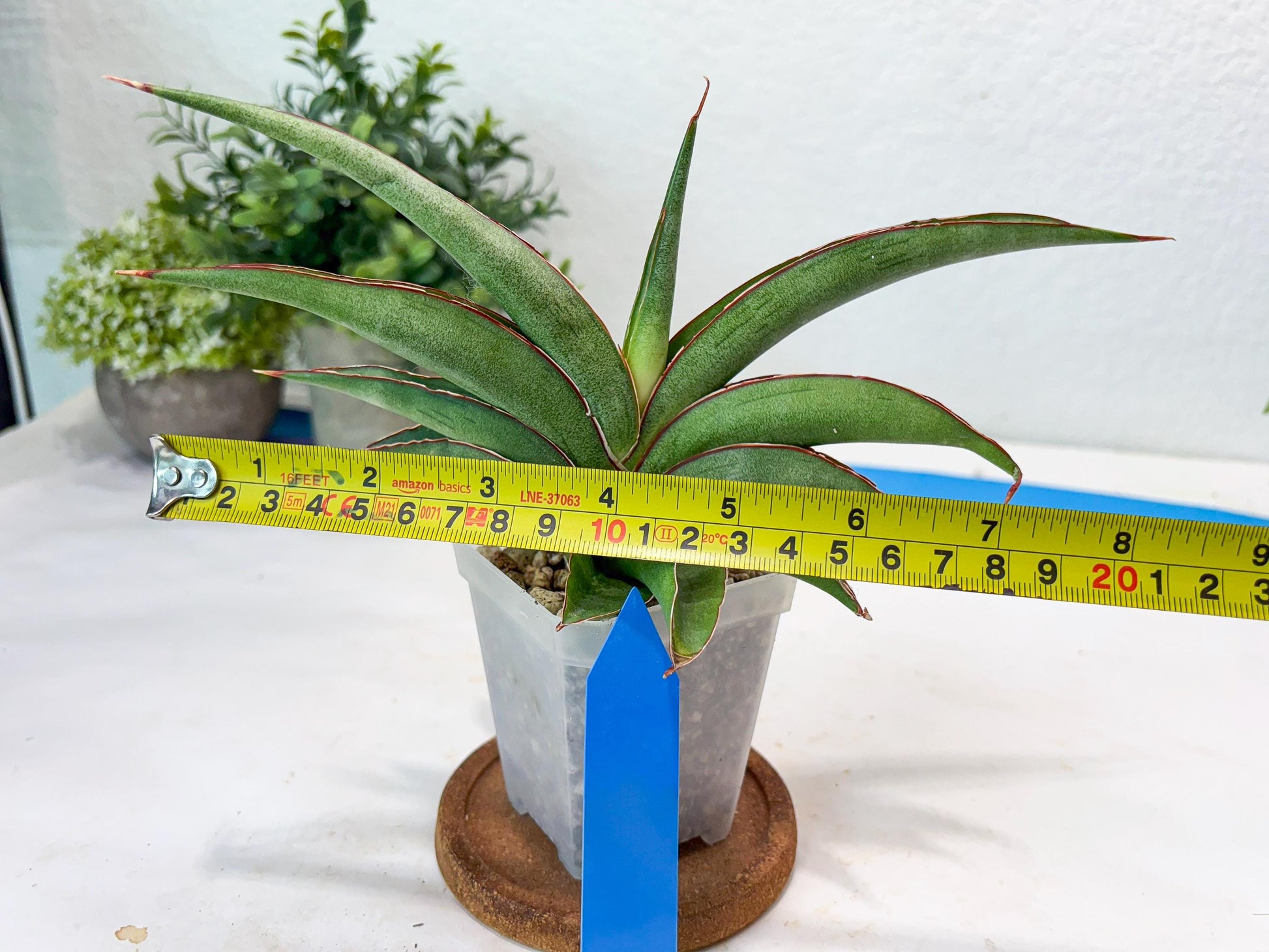 Sansevieria Hanami (#Ba54) (Blue) | Imported Plant