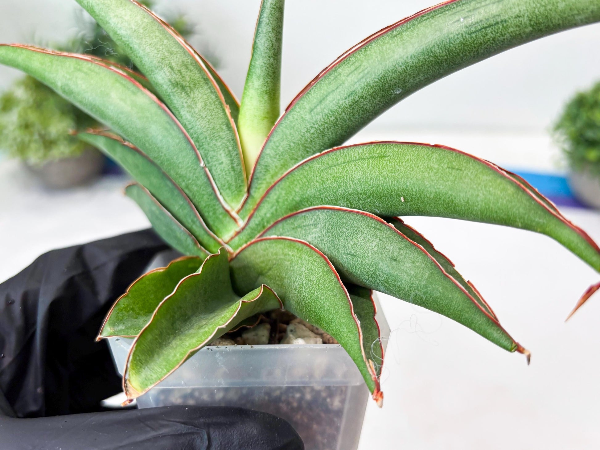 Sansevieria Hanami (#Ba54) (Blue) | Imported Plant