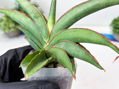 Sansevieria Hanami (#Ba54) (Blue) | Imported Plant