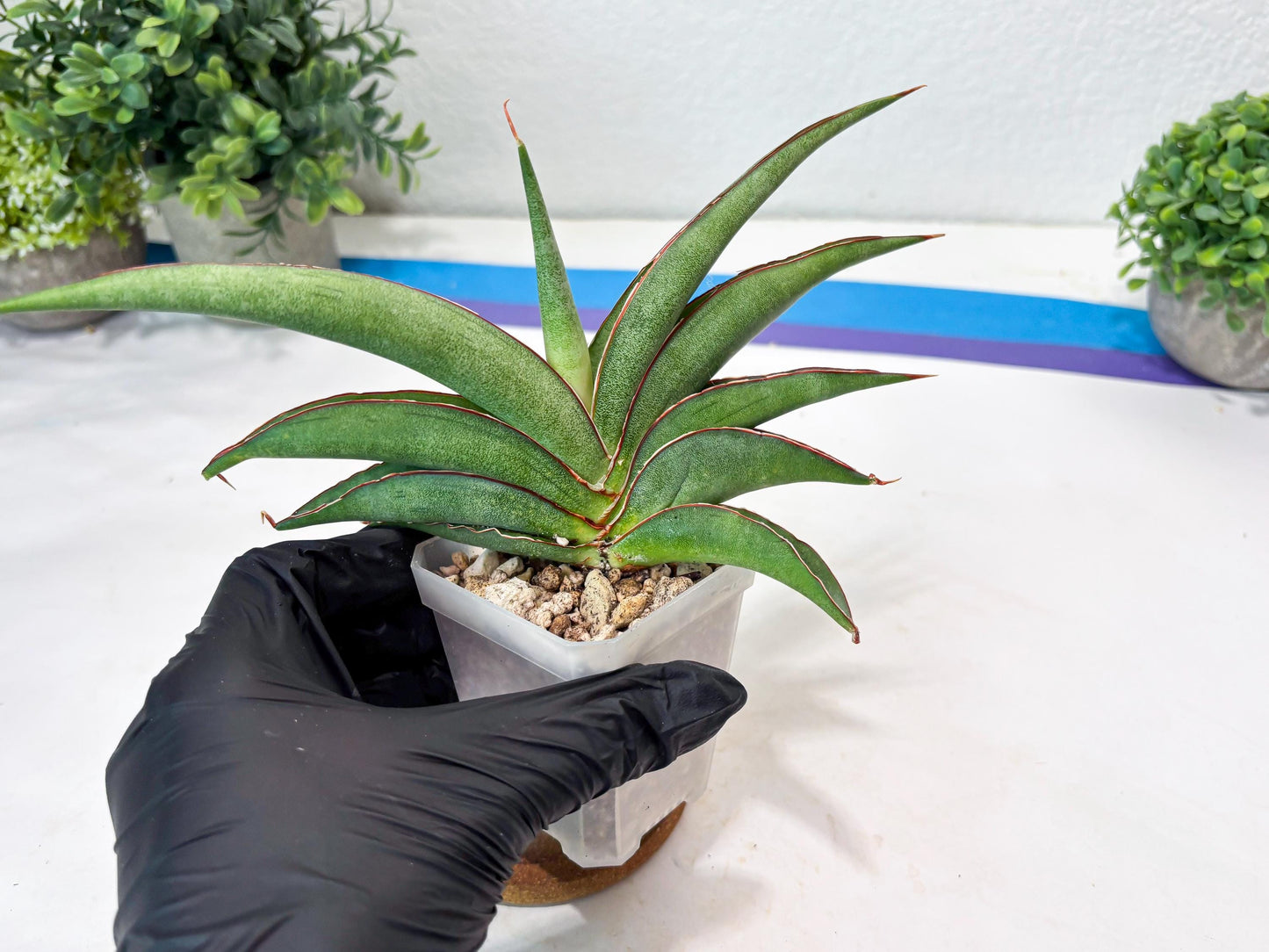 Sansevieria Hanami (#Ba54) (Blue) | Imported Plant