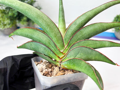 Sansevieria Hanami (#Ba54) (Blue) | Imported Plant