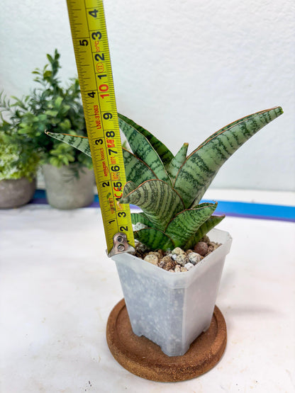 Sansevieria Gendut (#Ba55) | Imported Plant