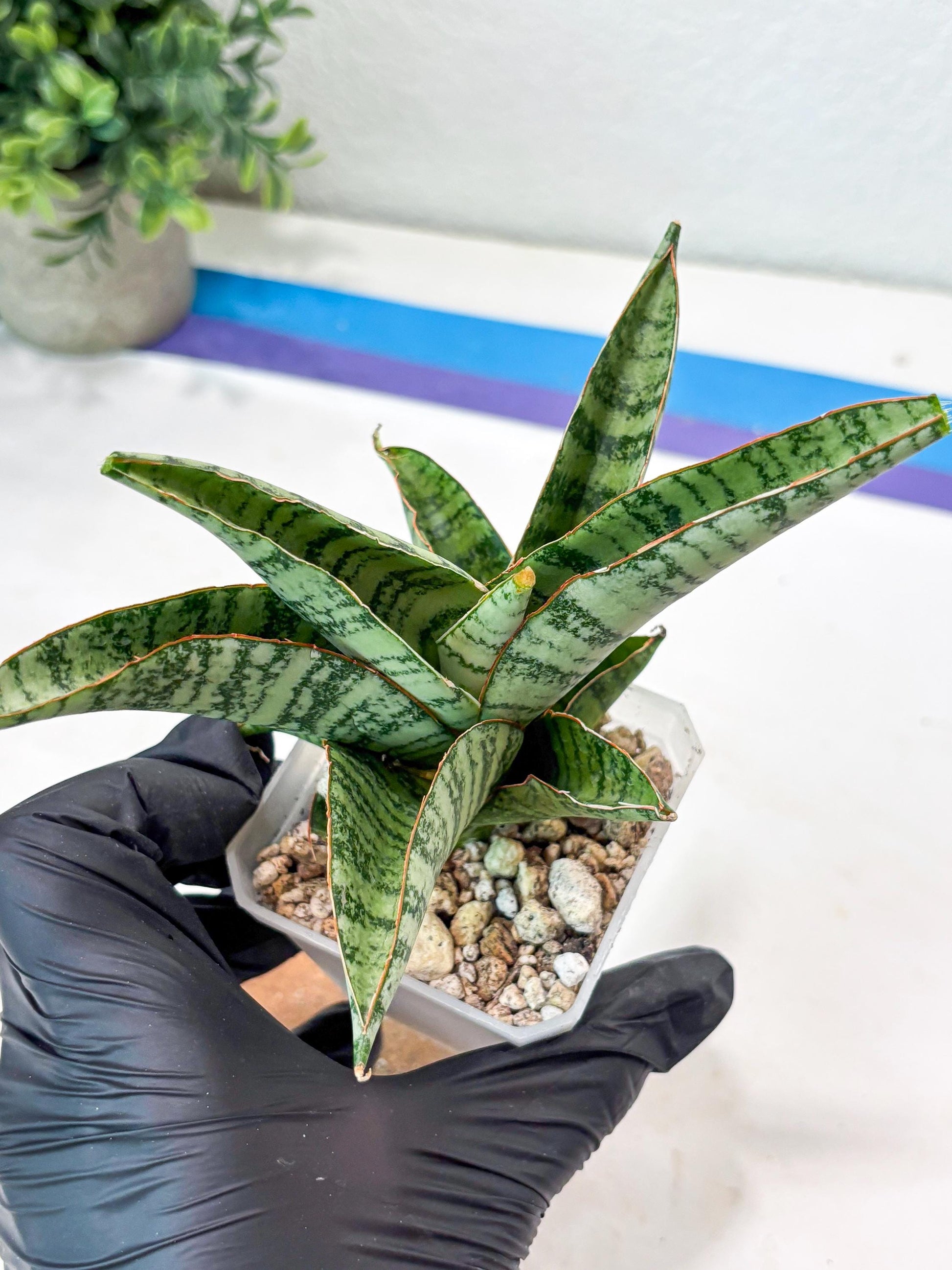 Sansevieria Gendut (#Ba55) | Imported Plant