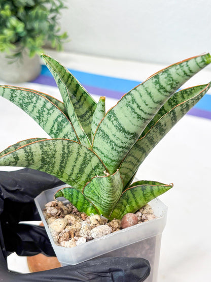 Sansevieria Gendut (#Ba55) | Imported Plant