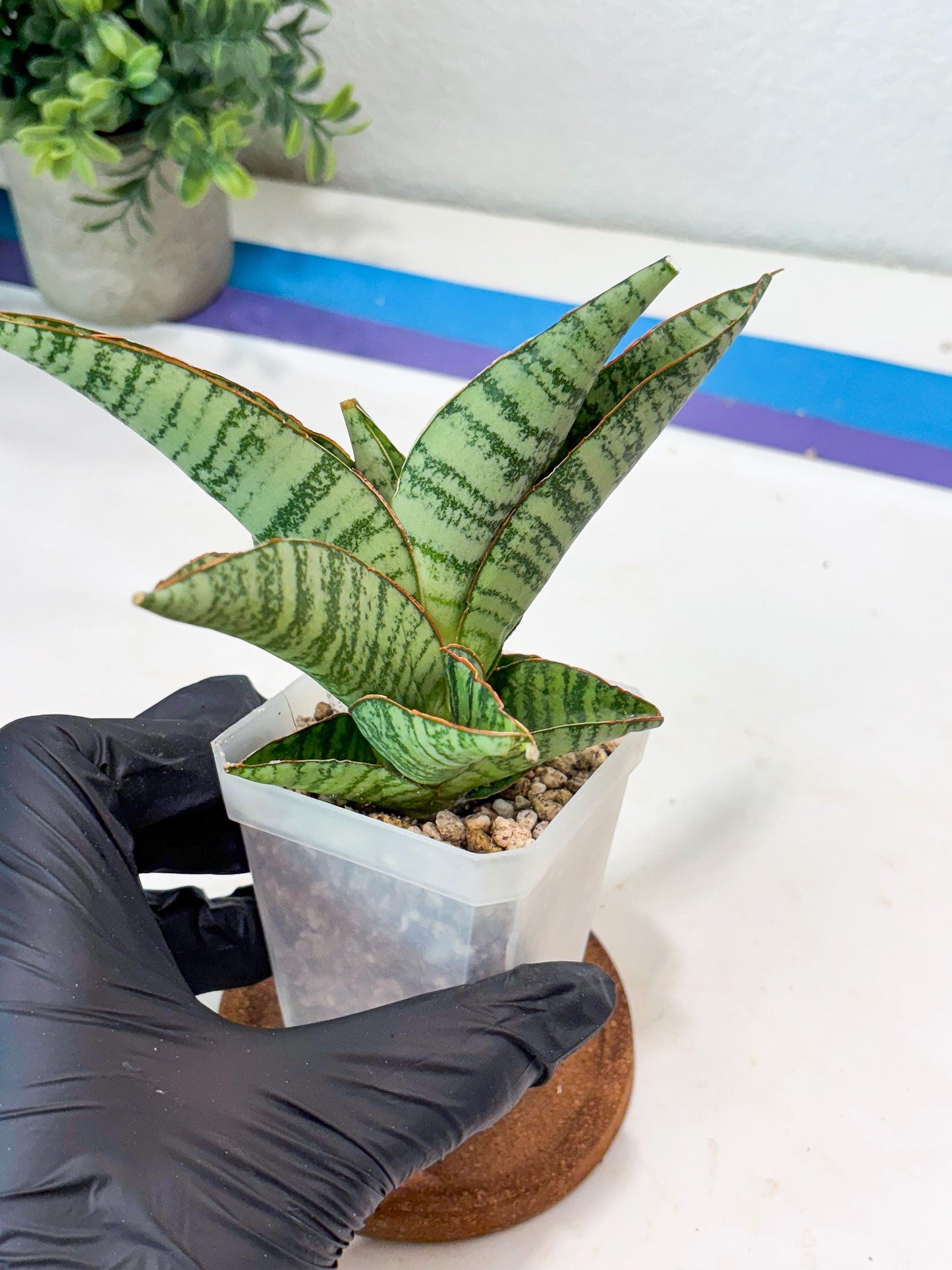 Sansevieria Gendut (#Ba55) | Imported Plant