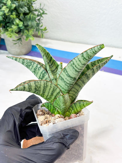 Sansevieria Gendut (#Ba55) | Imported Plant