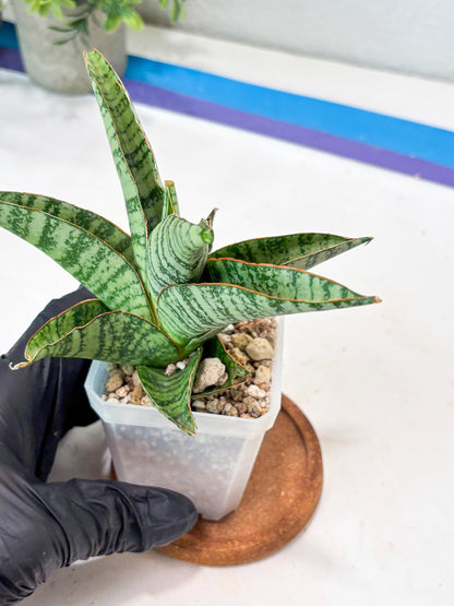 Sansevieria Gendut (#Ba55) | Imported Plant