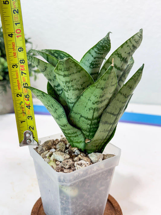 Sansevieria Kahuripan (#Ba58) | Imported Plant