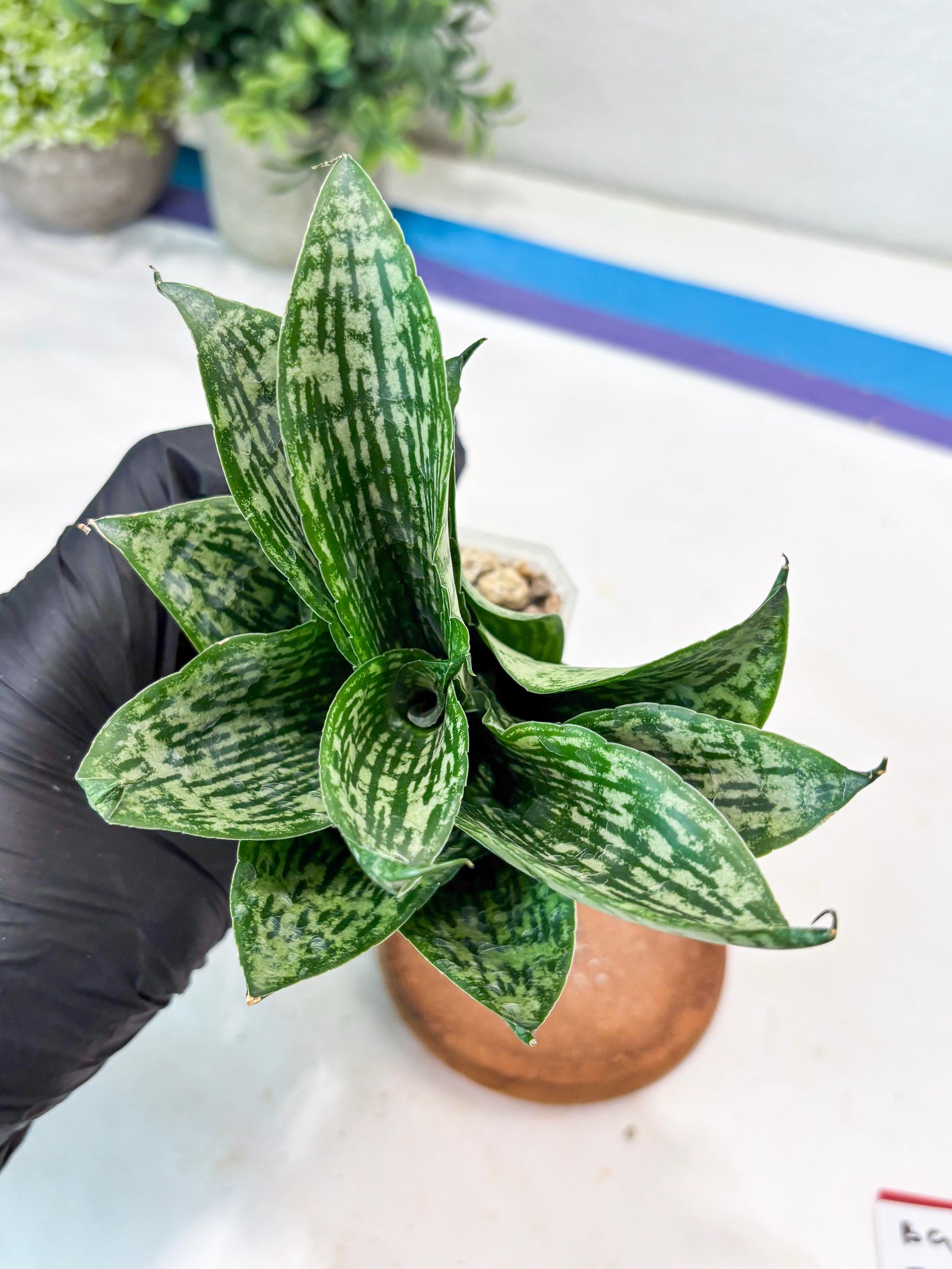 Sansevieria Kahuripan (#Ba58) | Imported Plant