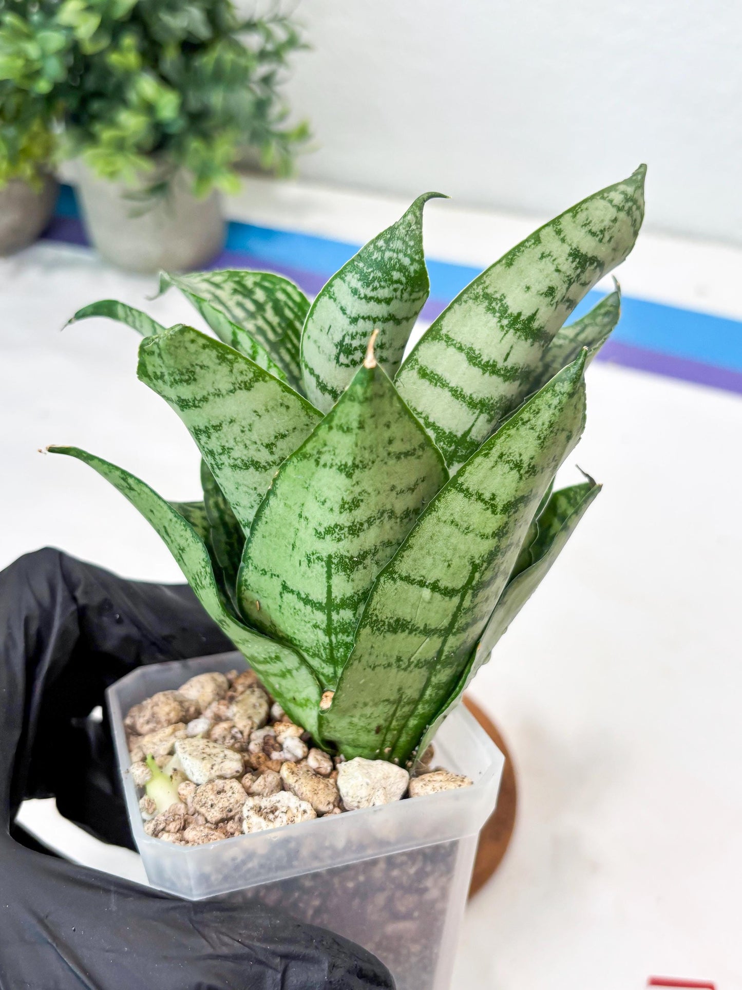 Sansevieria Kahuripan (#Ba58) | Imported Plant