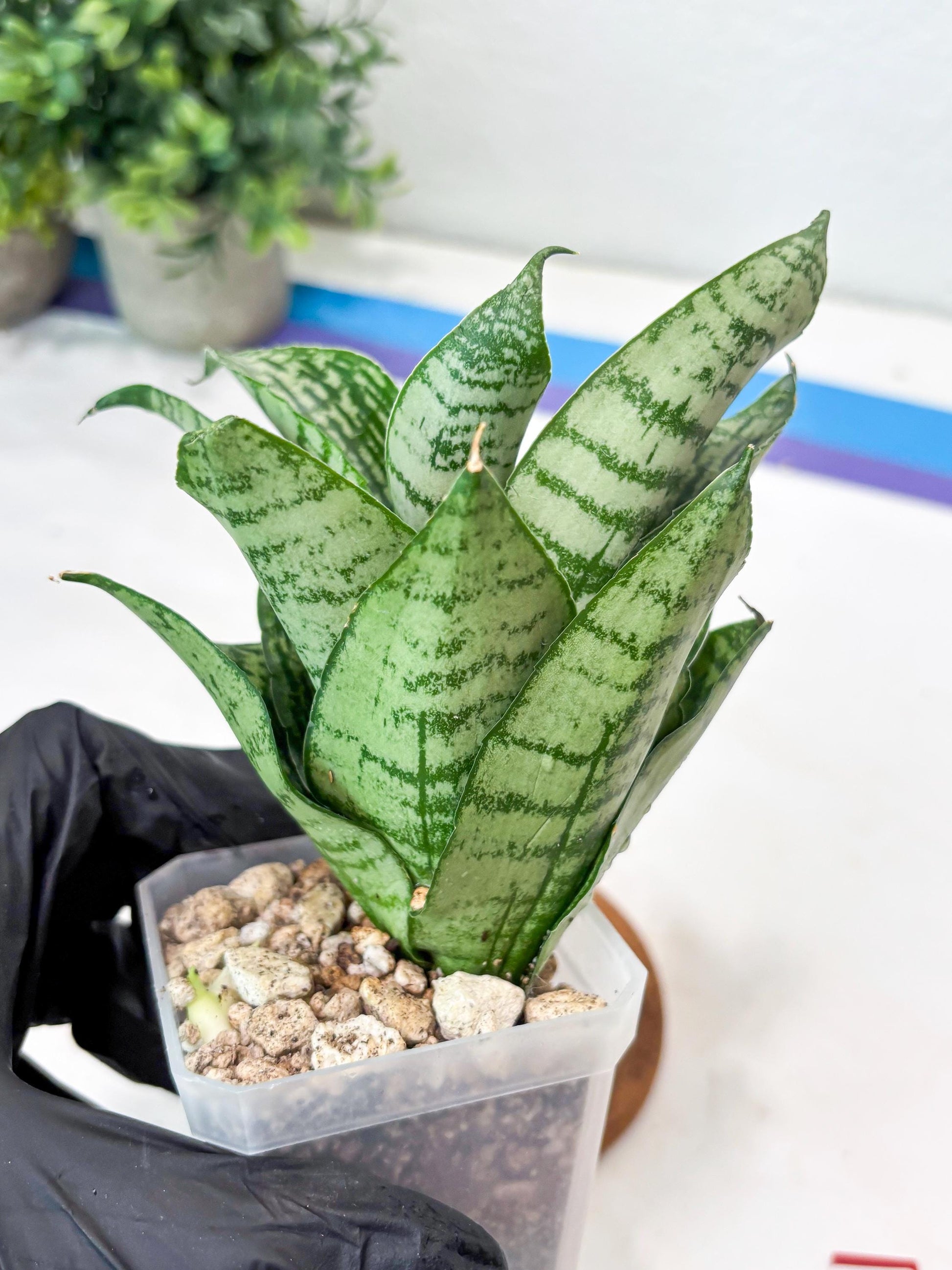 Sansevieria Kahuripan (#Ba58) | Imported Plant
