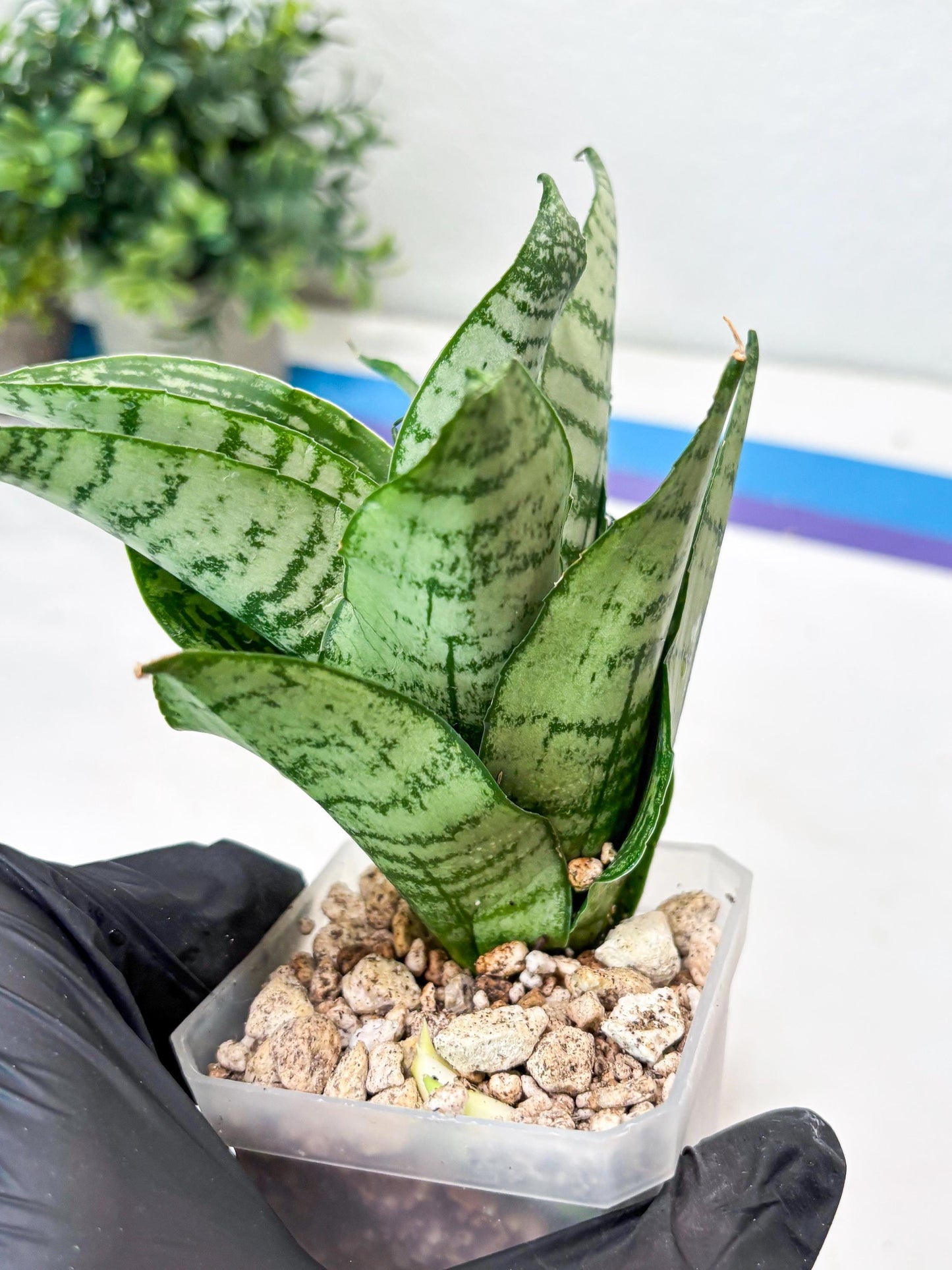 Sansevieria Kahuripan (#Ba58) | Imported Plant