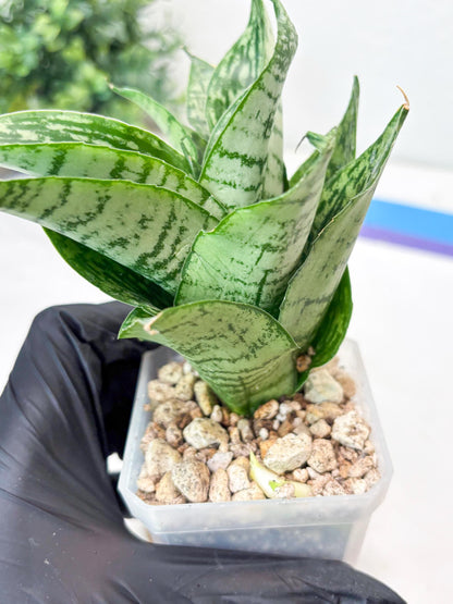 Sansevieria Kahuripan (#Ba58) | Imported Plant
