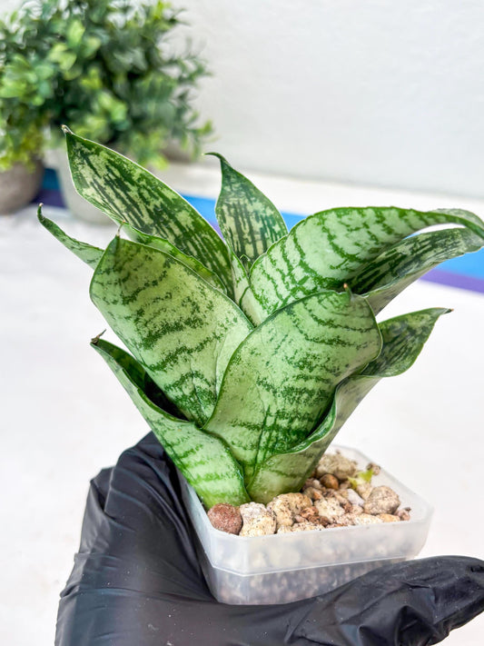 Sansevieria Kahuripan (#Ba58) | Imported Plant