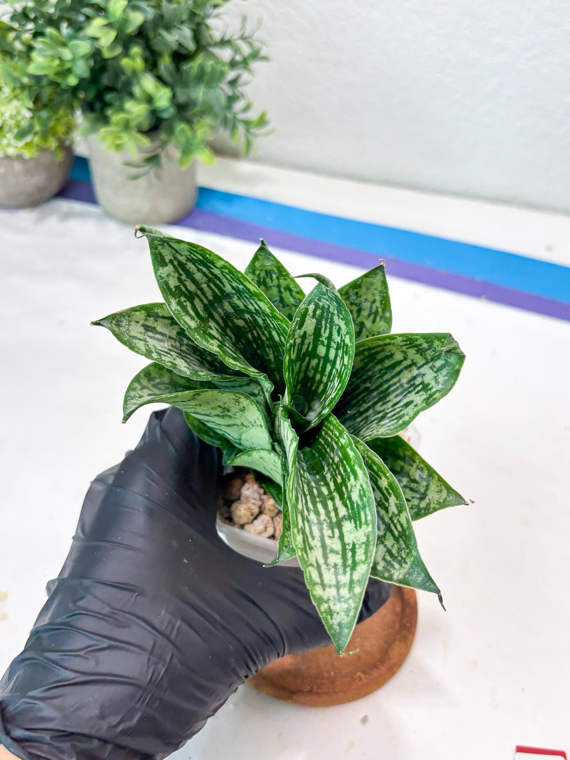 Sansevieria Kahuripan (#Ba58) | Imported Plant