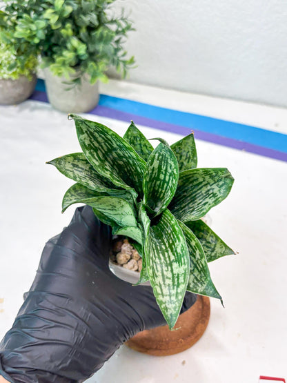 Sansevieria Kahuripan (#Ba58) | Imported Plant