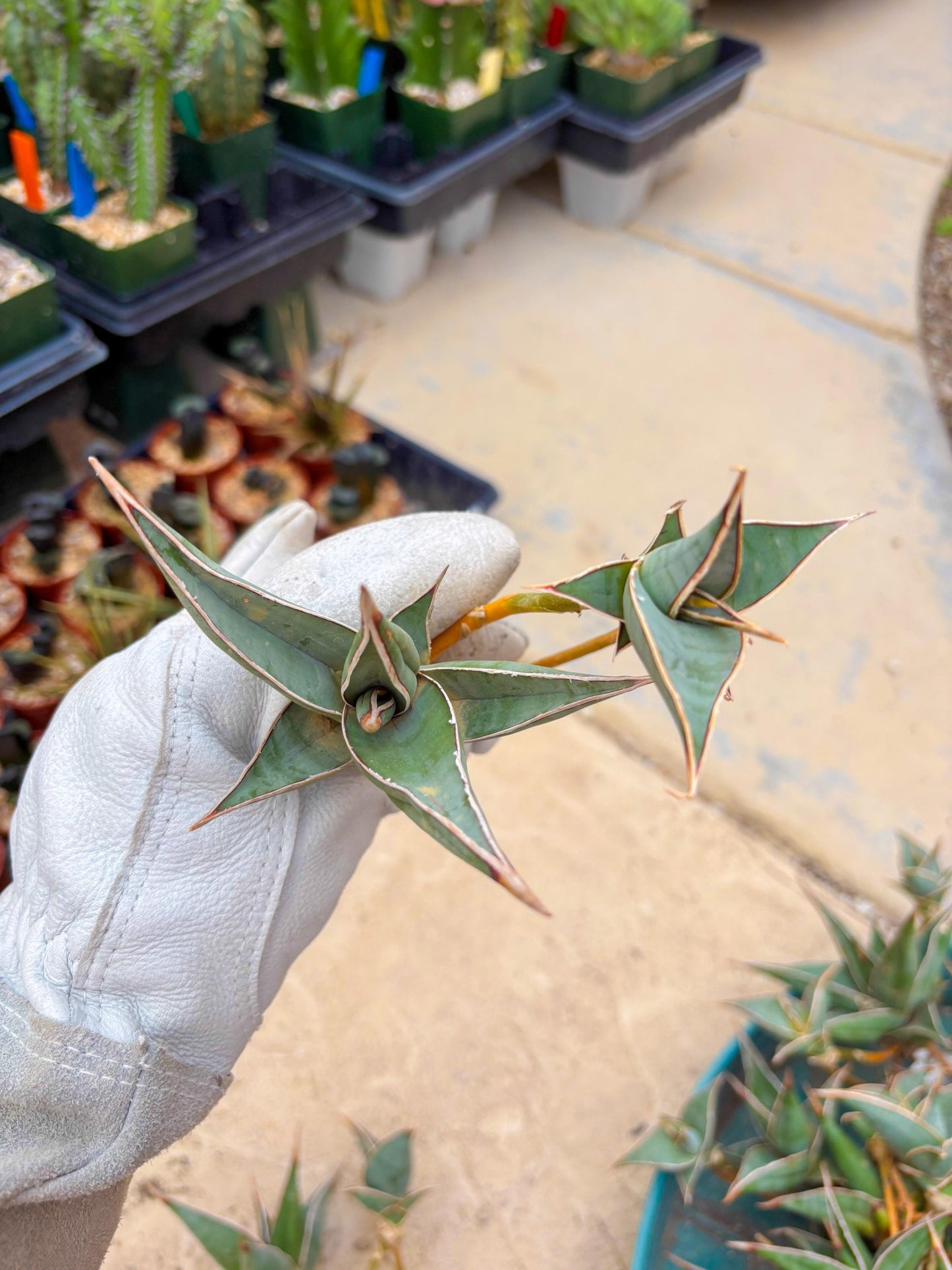 Sansevieria Pinguicula | Rare Import