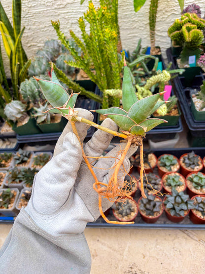Sansevieria Pinguicula | Rare Import