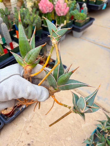 Sansevieria Pinguicula | Rare Import