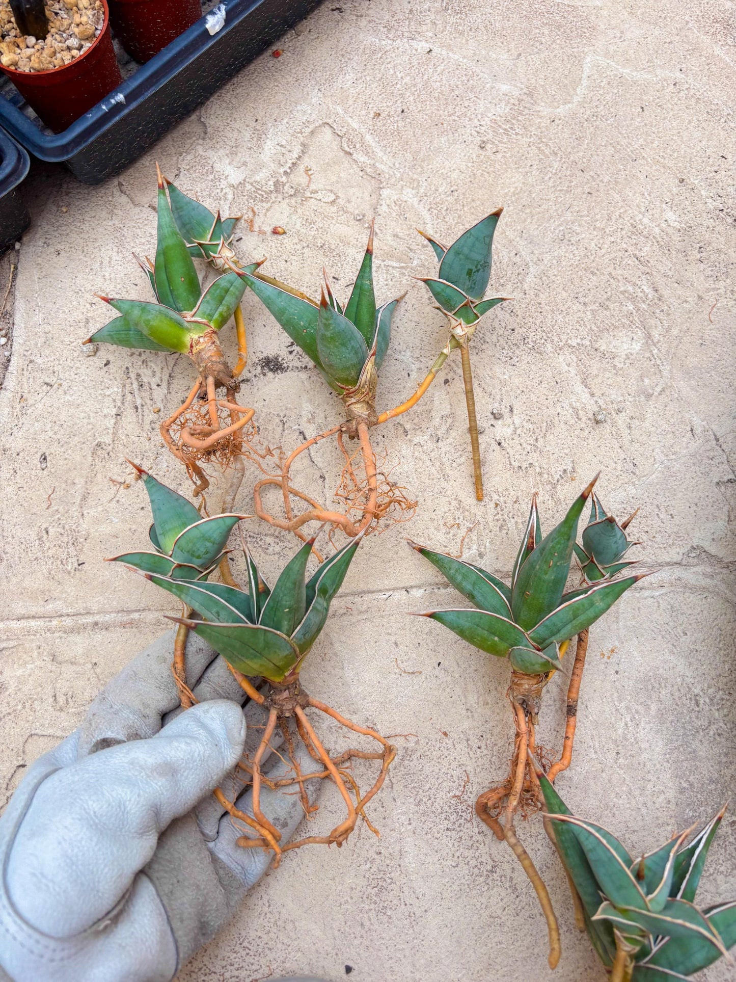 Sansevieria Pinguicula | Rare Import