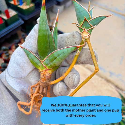 Sansevieria Pinguicula | Rare Import